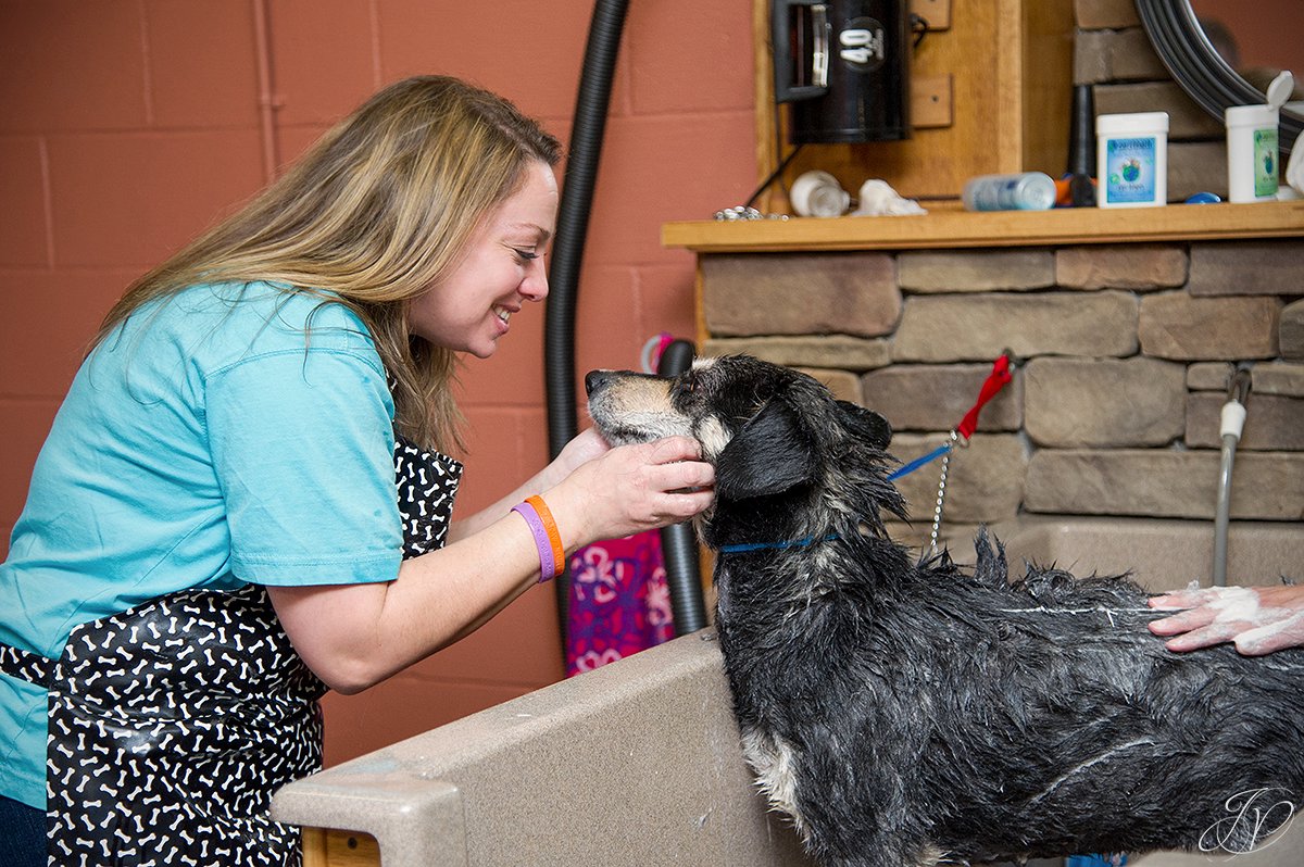 loving a dog in the bath, Dog getting bath, bathing a dog photo, harveys home garden and pet center, canine skin disease, regional animal shelter