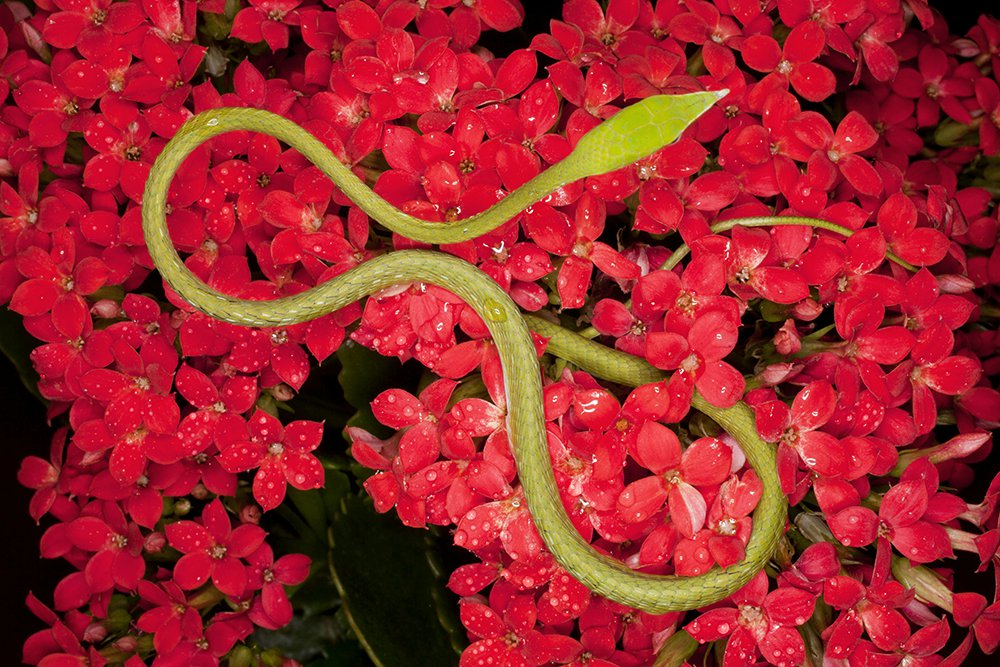 Asian Nature - Jim Zuckerman Photography