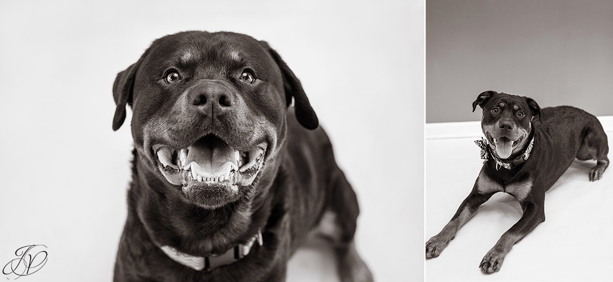 rottweiler portrait albany, beautiful rottweiler photos, albany pet portrait, albany pet photographer