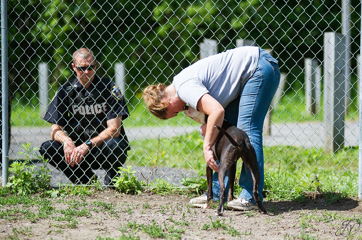 animal rescue dog rescue