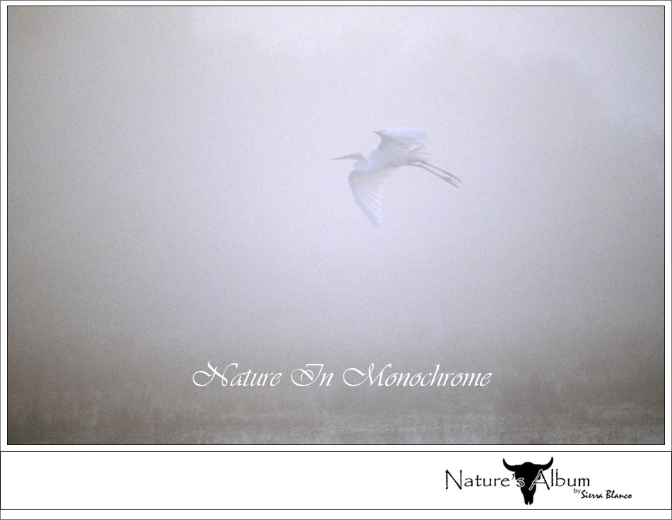 THE SPECTACLE THAT IS YOSEMITE FIREFALL