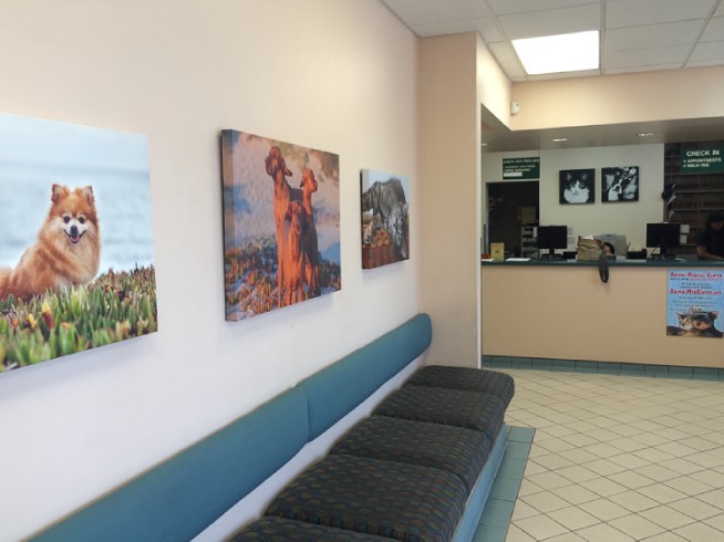 Animal Medical Center Van Nuys California Pet Photography Display