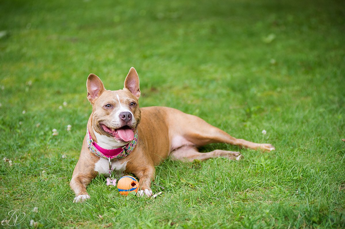 dog rescue, albany pet portrait photographer