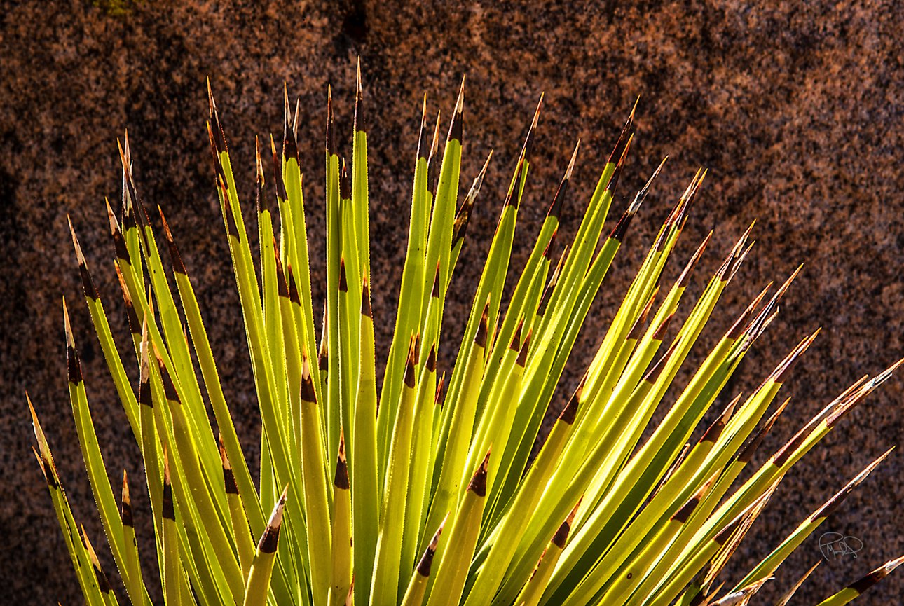 Reaching Out   20x30 / 26x40 / Custom