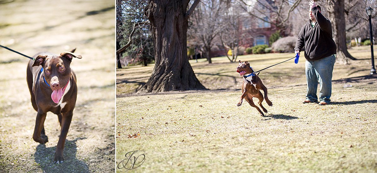 maternity and pet portraits in washington park albany, albany maternity photographer, albany maternity photos