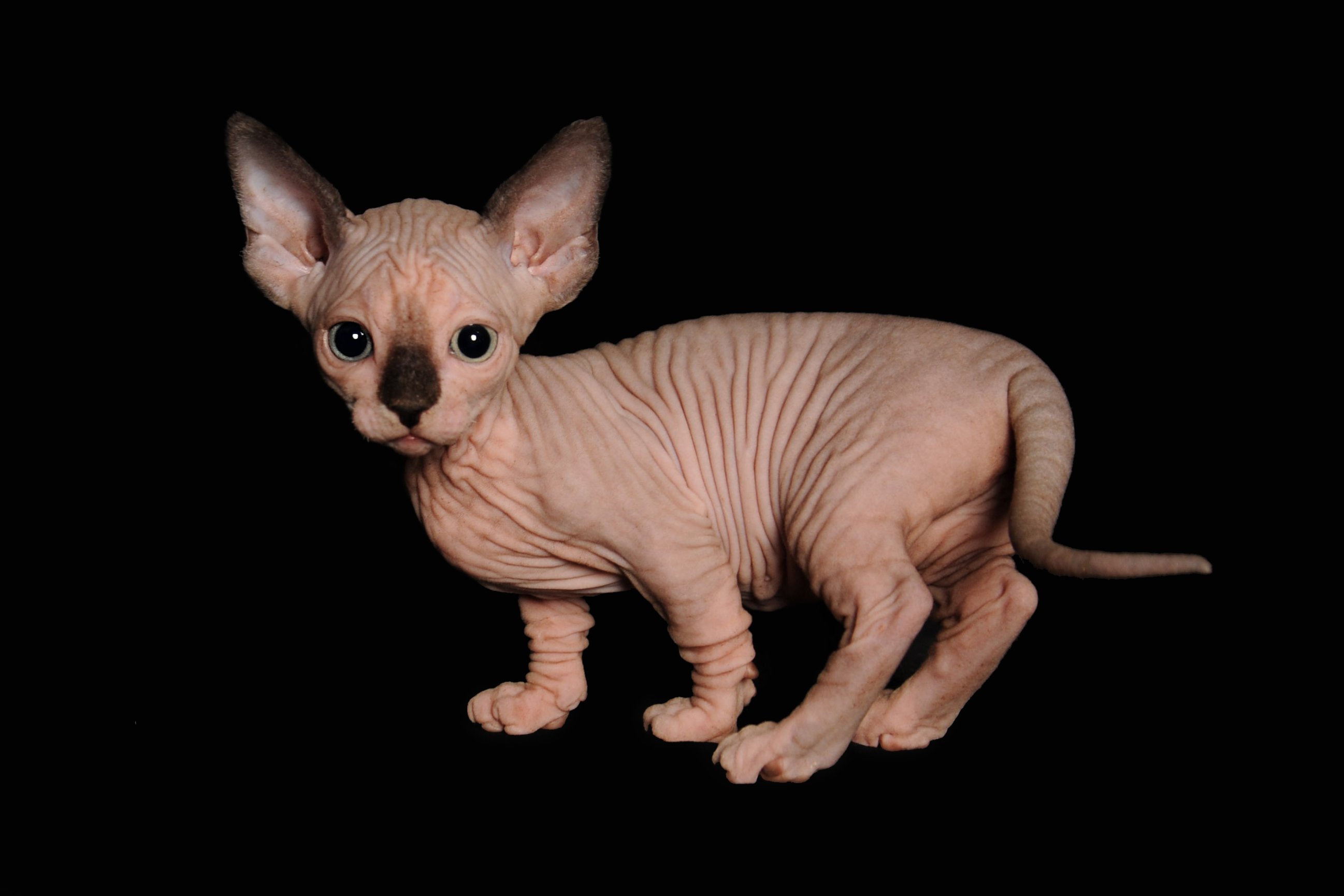 Sphynx Kitten Sphynx Kittens For Sale Florida Usa