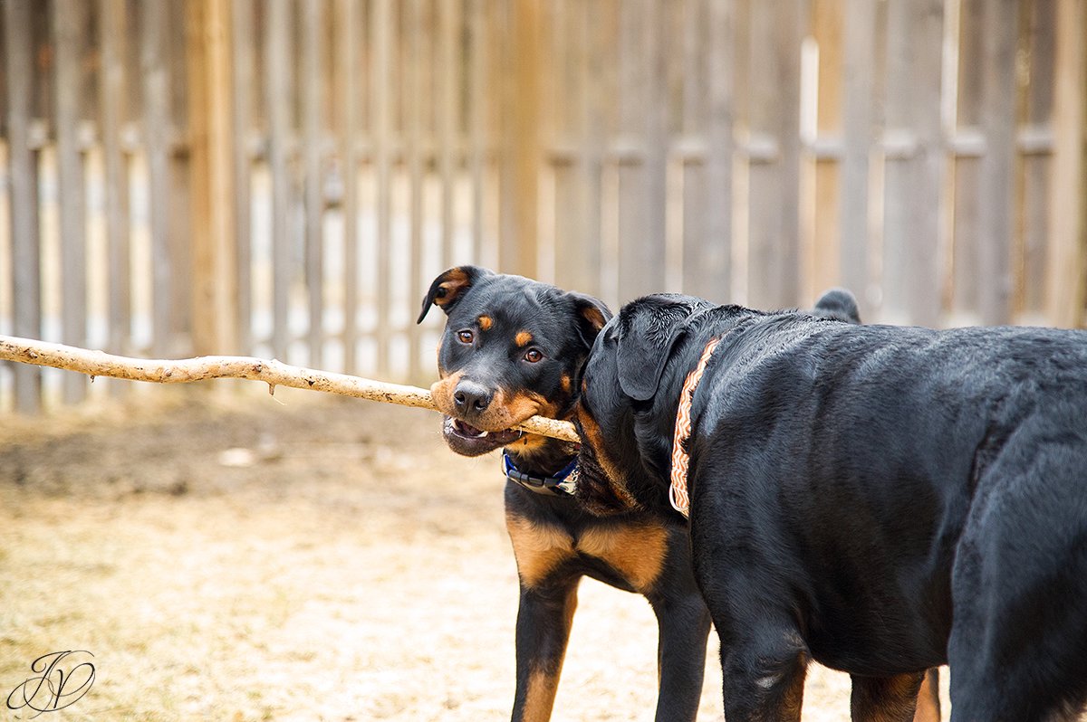 rottweiler portrait albany, beautiful rottweiler photos, albany pet portrait, albany pet photographer