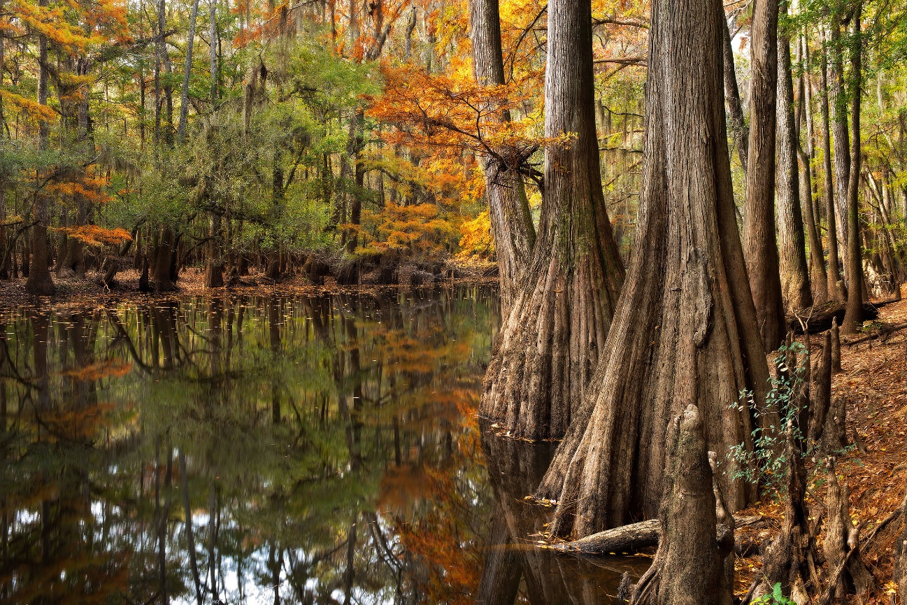 Congaree NP