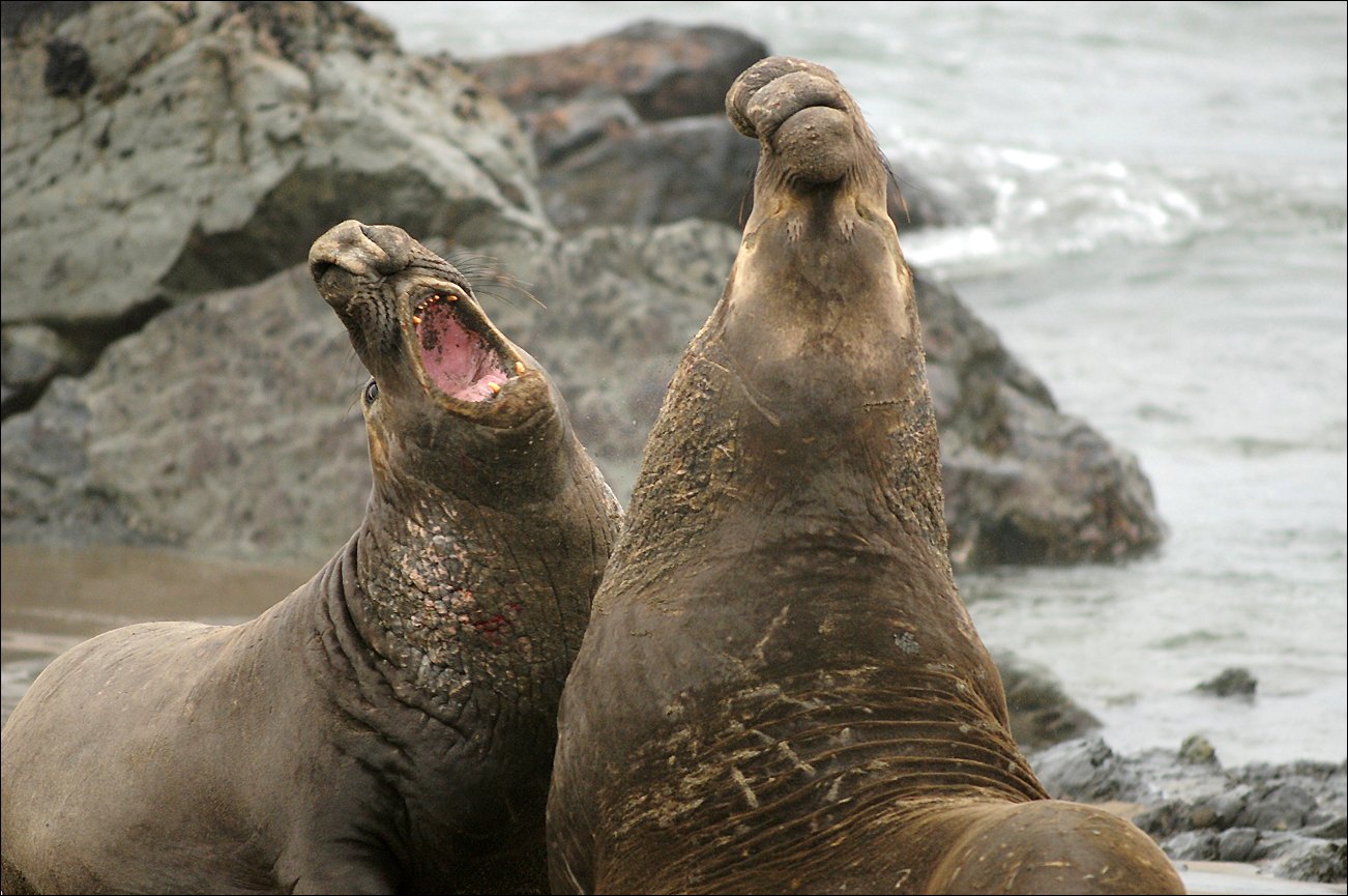 THE SPECTACLE THAT IS YOSEMITE FIREFALL