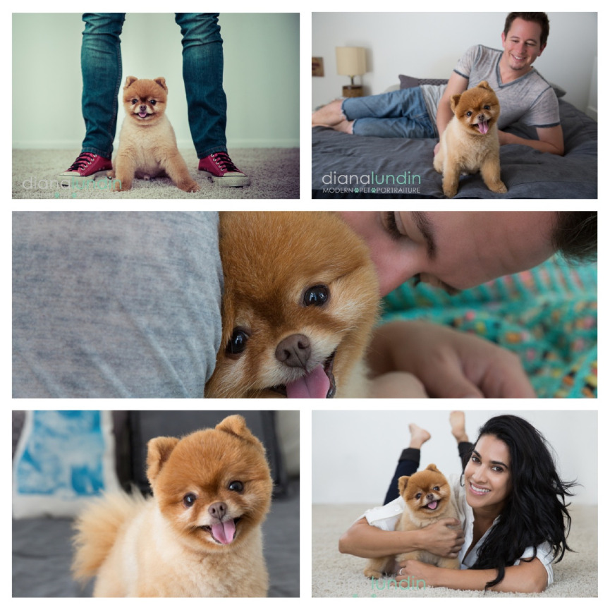 pet photography los angeles