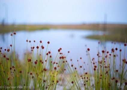 Reeds