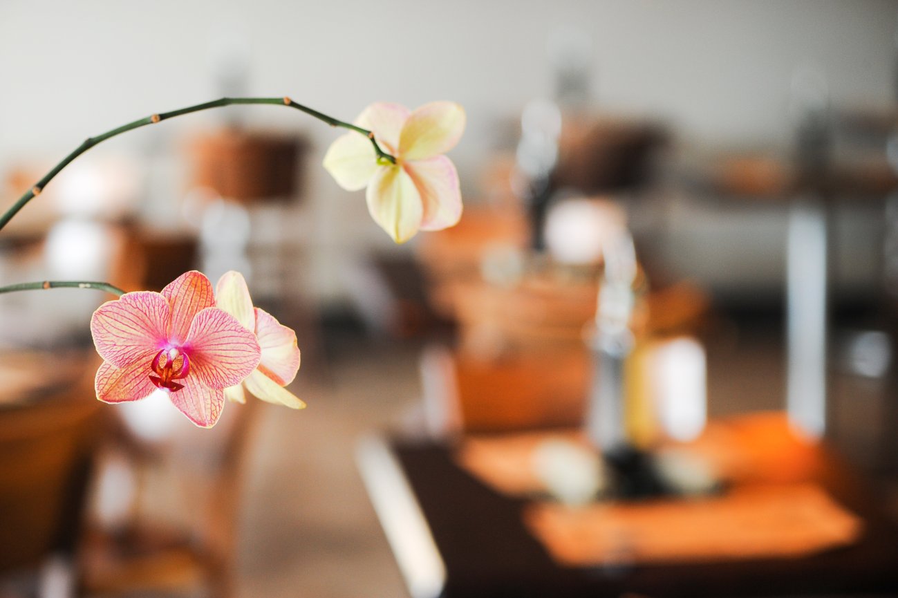 Restaurant Orchid