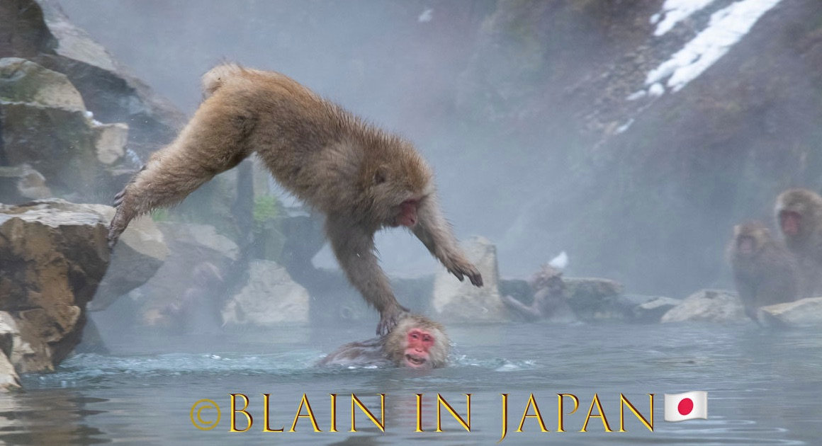 Niigata Private Photo Tour – Wildlife, Birding, and Rice Field Photography in Japan’s Hidden Gem