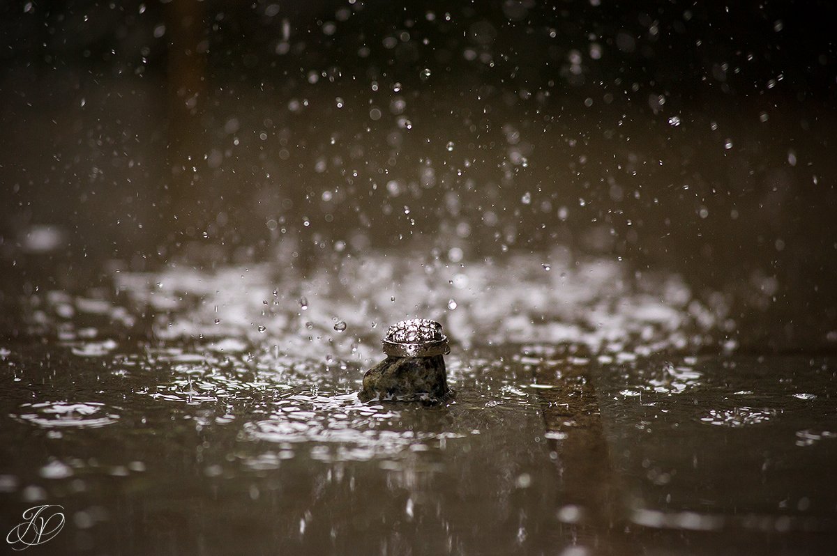 photo of wedding rings in the rain, jessica painter photography
