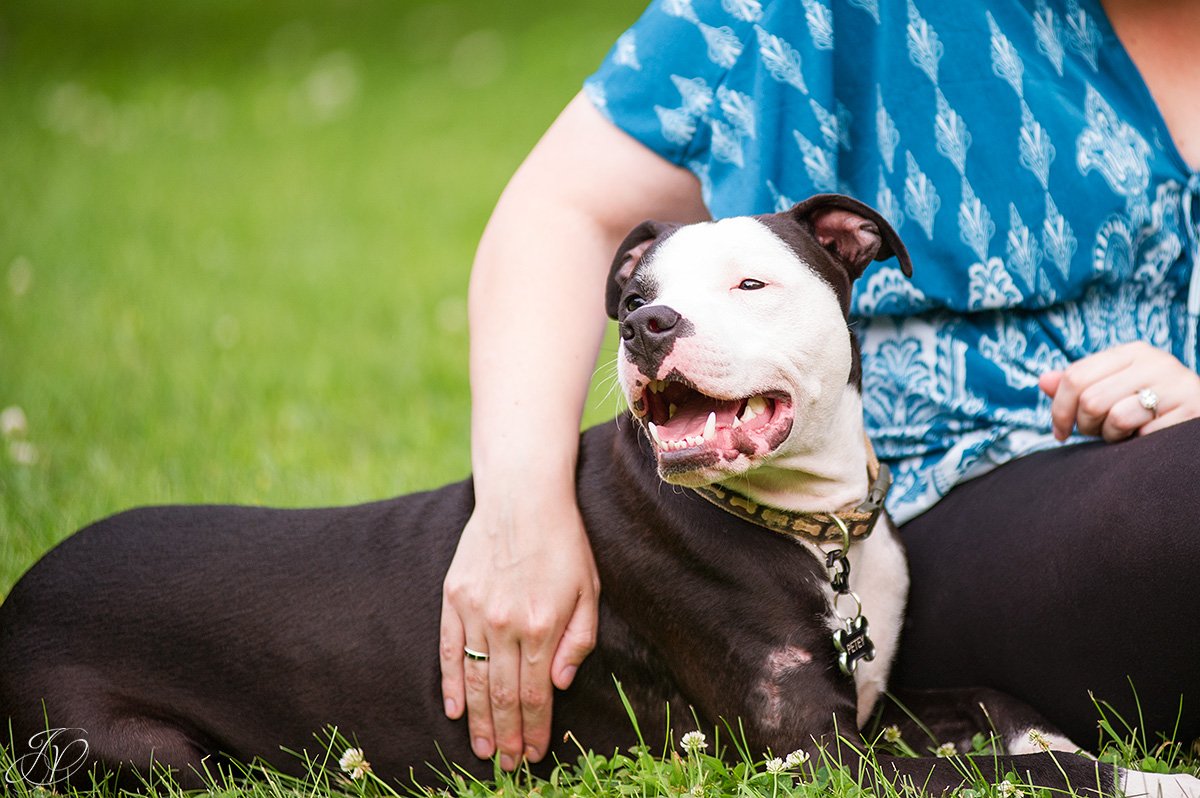 dog rescue, albany pet portrait photographer