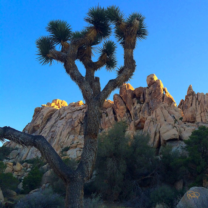 Cholla Sunset 20x30 / Custom