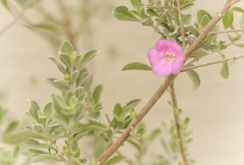 Texas Sage shrub