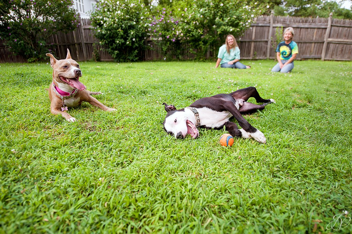 dog rescue, albany pet portrait photographer