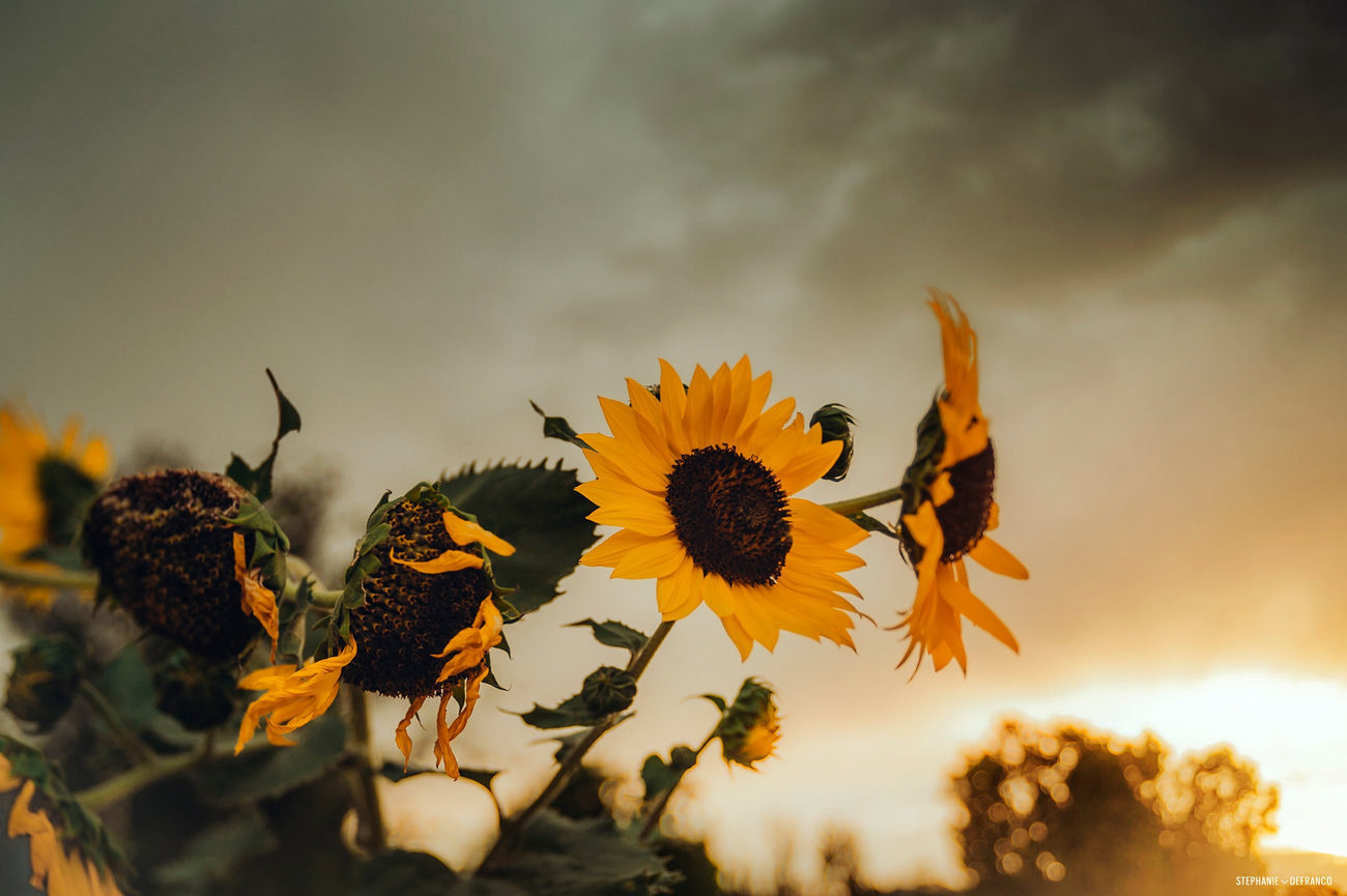 Lensbaby Omni Rainbow Kit