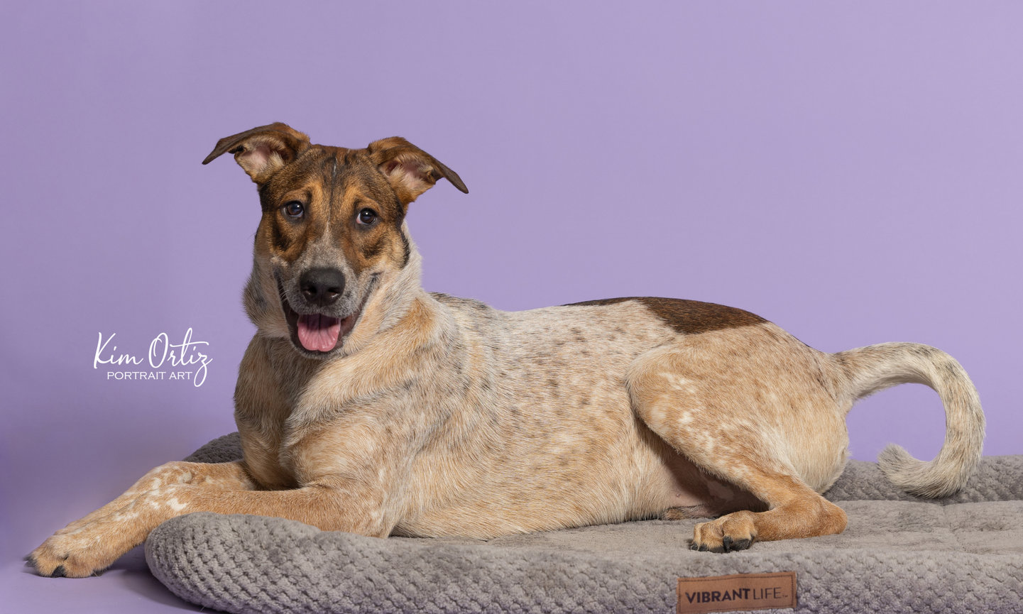 MaxStrength Steiner Ranch, Sponsors 5 Long Stay Shelter Dogs Professional Photos