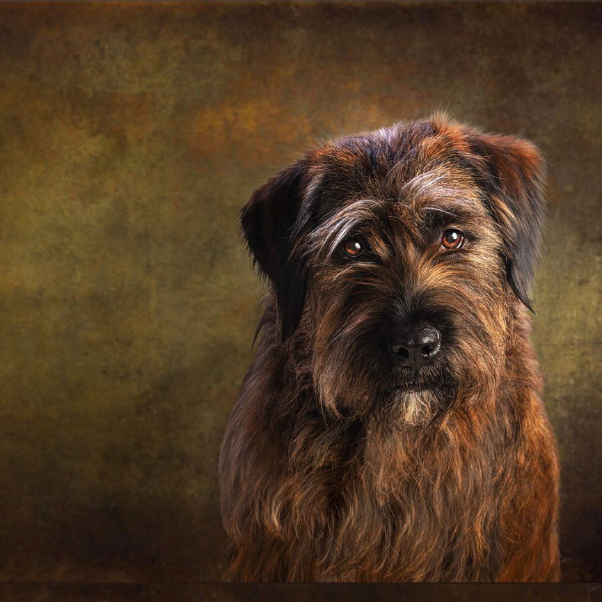 Meet Piper - In-Home Dog Photography Session in Queen Creek, Arizona