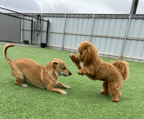 Why Dog Boarding at Amarillo Fetch Is Better Than Hiring a Pet Sitter
