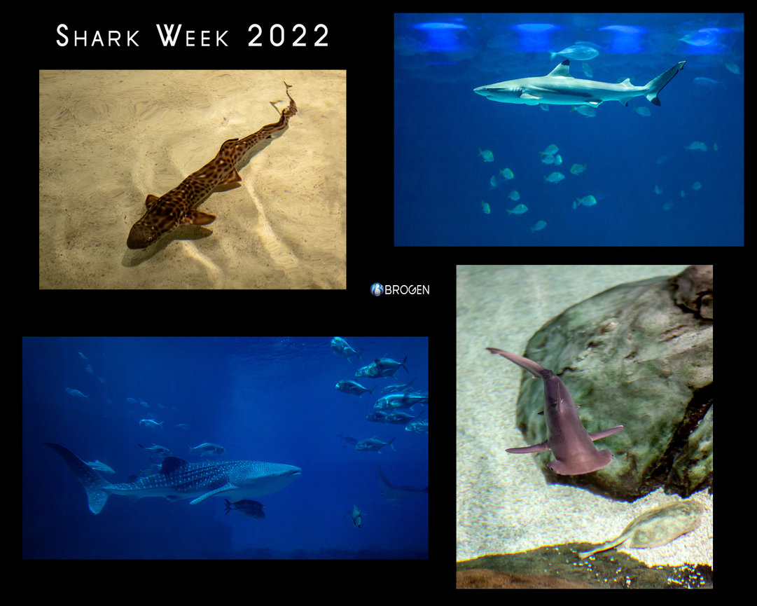 SENIOR PORTRAIT SESSION