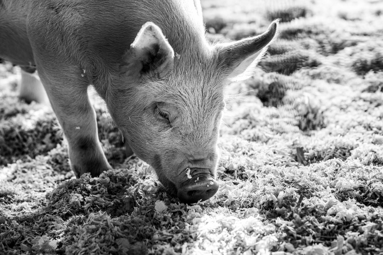 Billy Bob - The Hog {Sonoma Photographer}