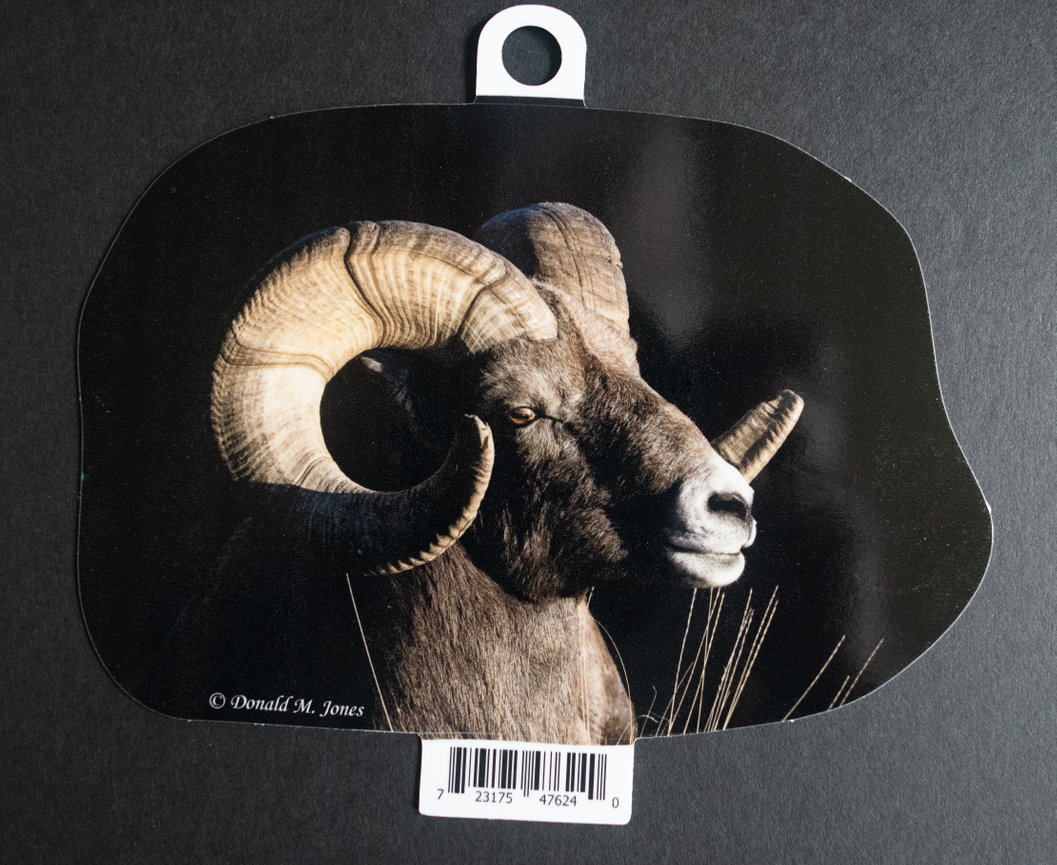 Bighorn Ram 6 734