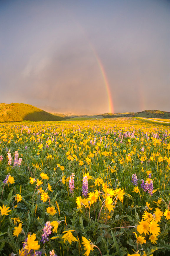Wildflowers and Rainbow CH 4041