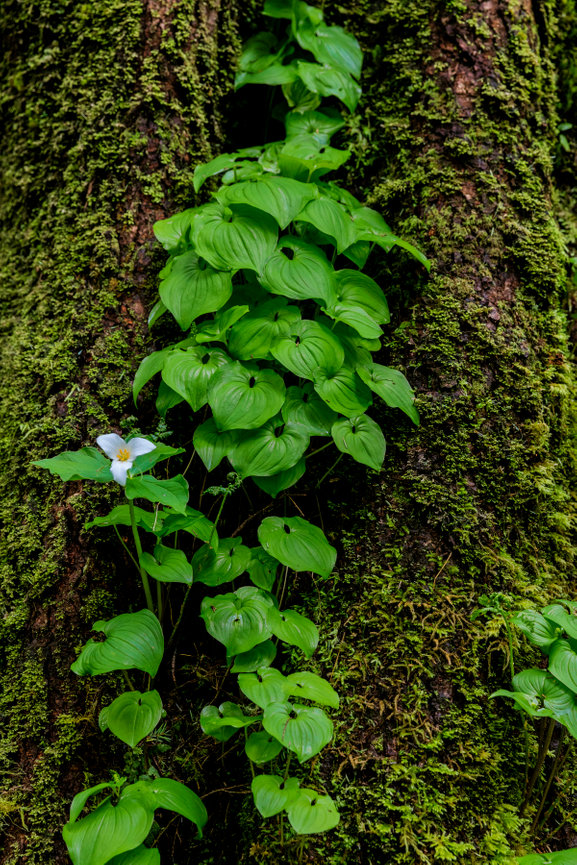 Trillium CH 4186
