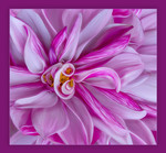 2026 Calendars Available!