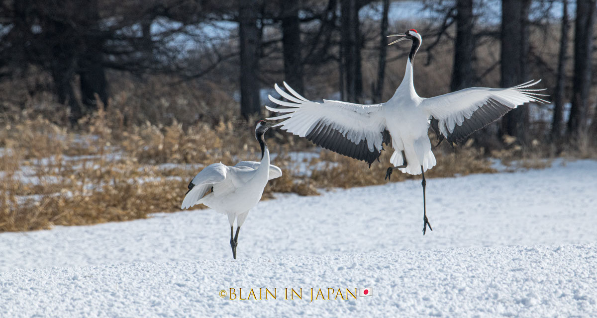 Discover Matsumoto Castle on a Hokkaido Photo Tour with JDS!