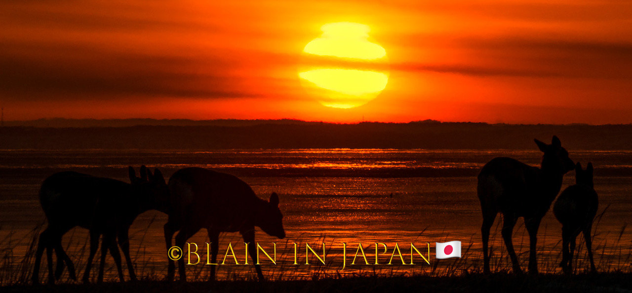 Discover Matsumoto Castle on a Hokkaido Photo Tour with JDS!