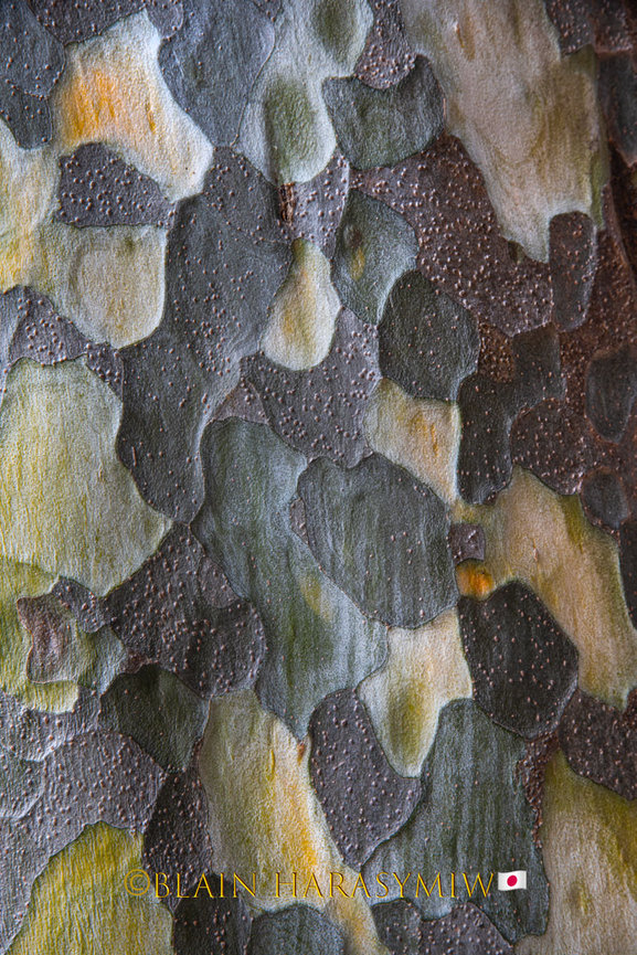 Discover Matsumoto Castle on a Hokkaido Photo Tour with JDS!