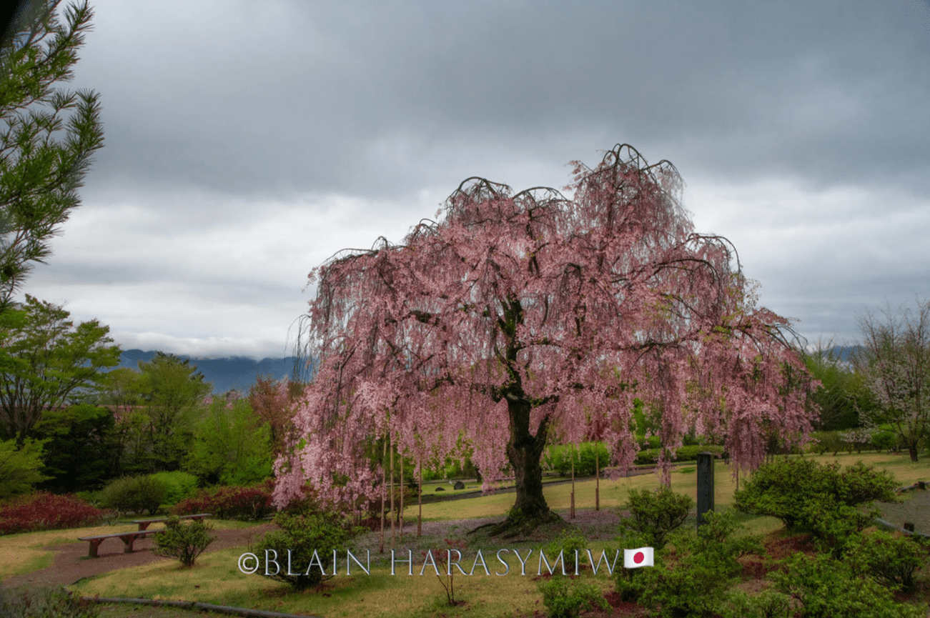 Ultimate Mount Fuji Autumn Photo Tours: Vibrant Autumn Leaves, Hidden Temples & Unforgettable Views