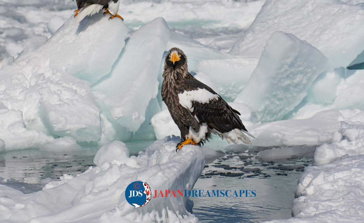 Discover Matsumoto Castle on a Hokkaido Photo Tour with JDS!