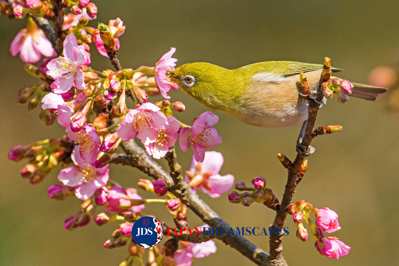 Capture Japan’s Stunning Cherry Blossoms: A Dream Photography Tour