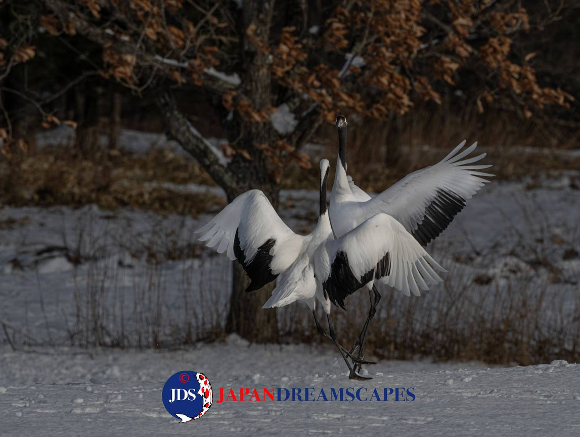 Discover Matsumoto Castle on a Hokkaido Photo Tour with JDS!