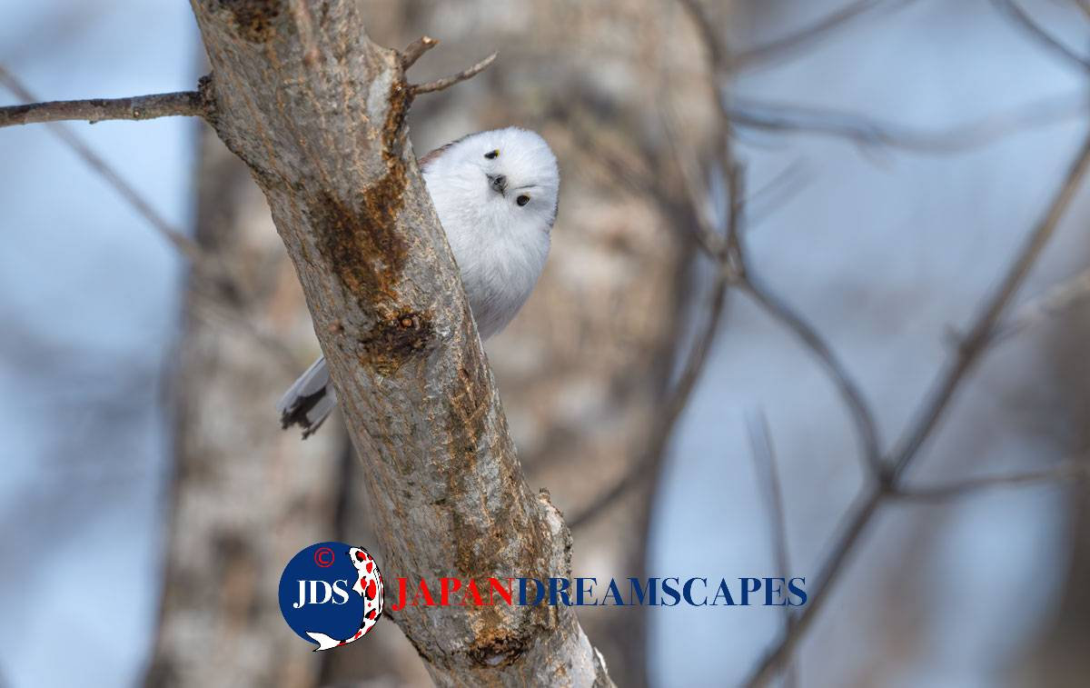 Discover Matsumoto Castle on a Hokkaido Photo Tour with JDS!