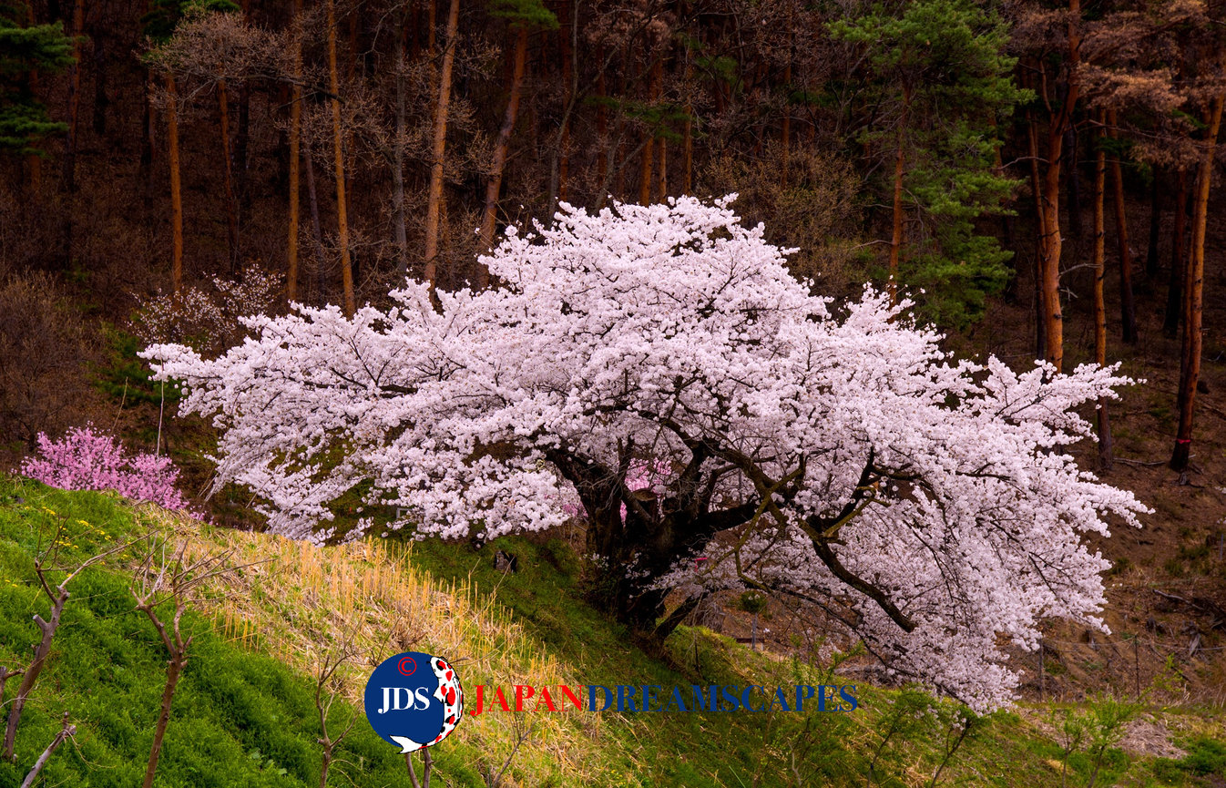 Autumn Leaves Photography Tour at Mt. Fuji and the Fuji Five Lakes