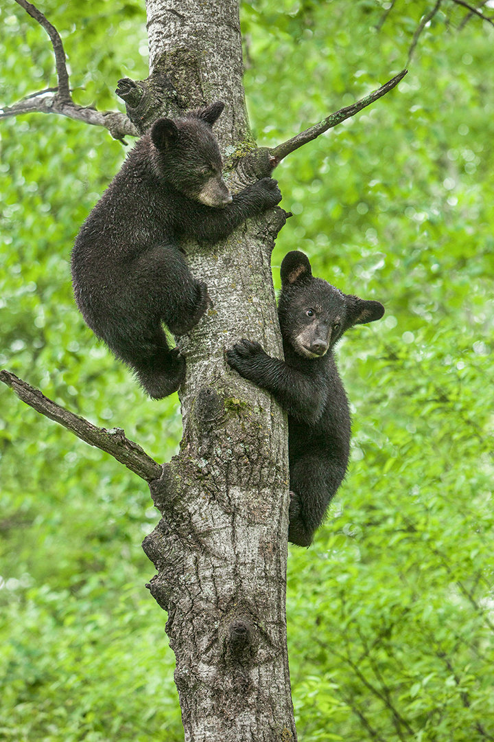 Photographing black fur - Jim Zuckerman photography & photo tours