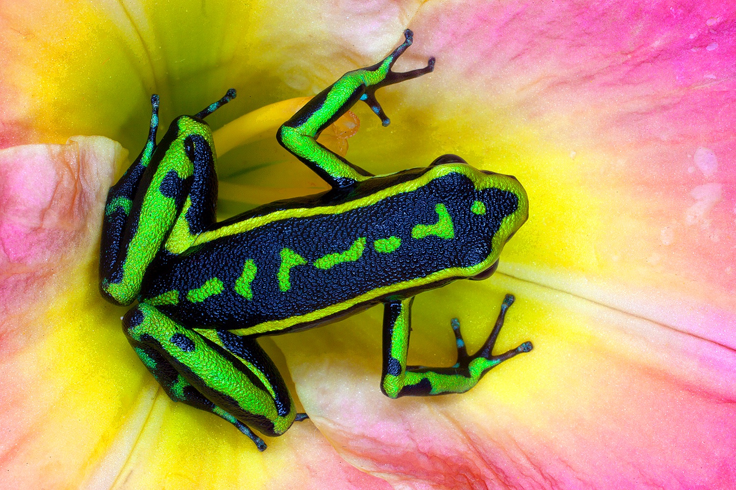 Poison Dart Frogs Jim Zuckerman Photography Photo Tours poison-dart-frogs-jim-zuckerman-photography-photo-tours