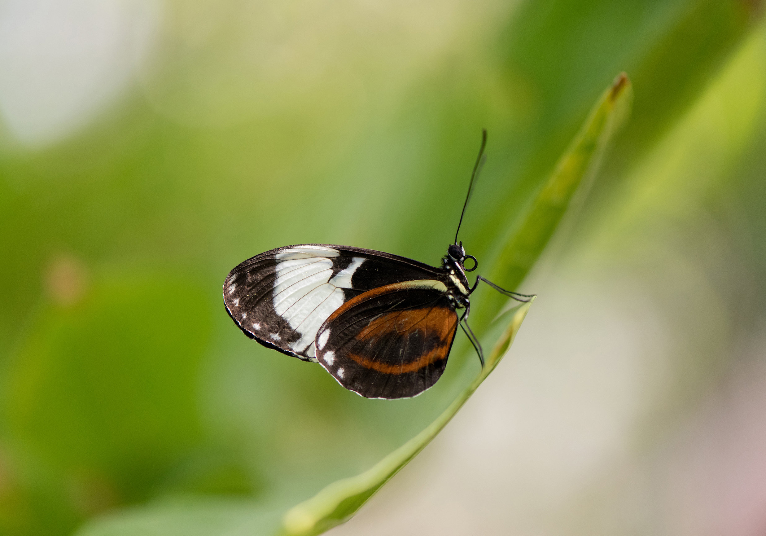 NATURE GALLERY | Susan Phelps Photography | WOKINGHAM