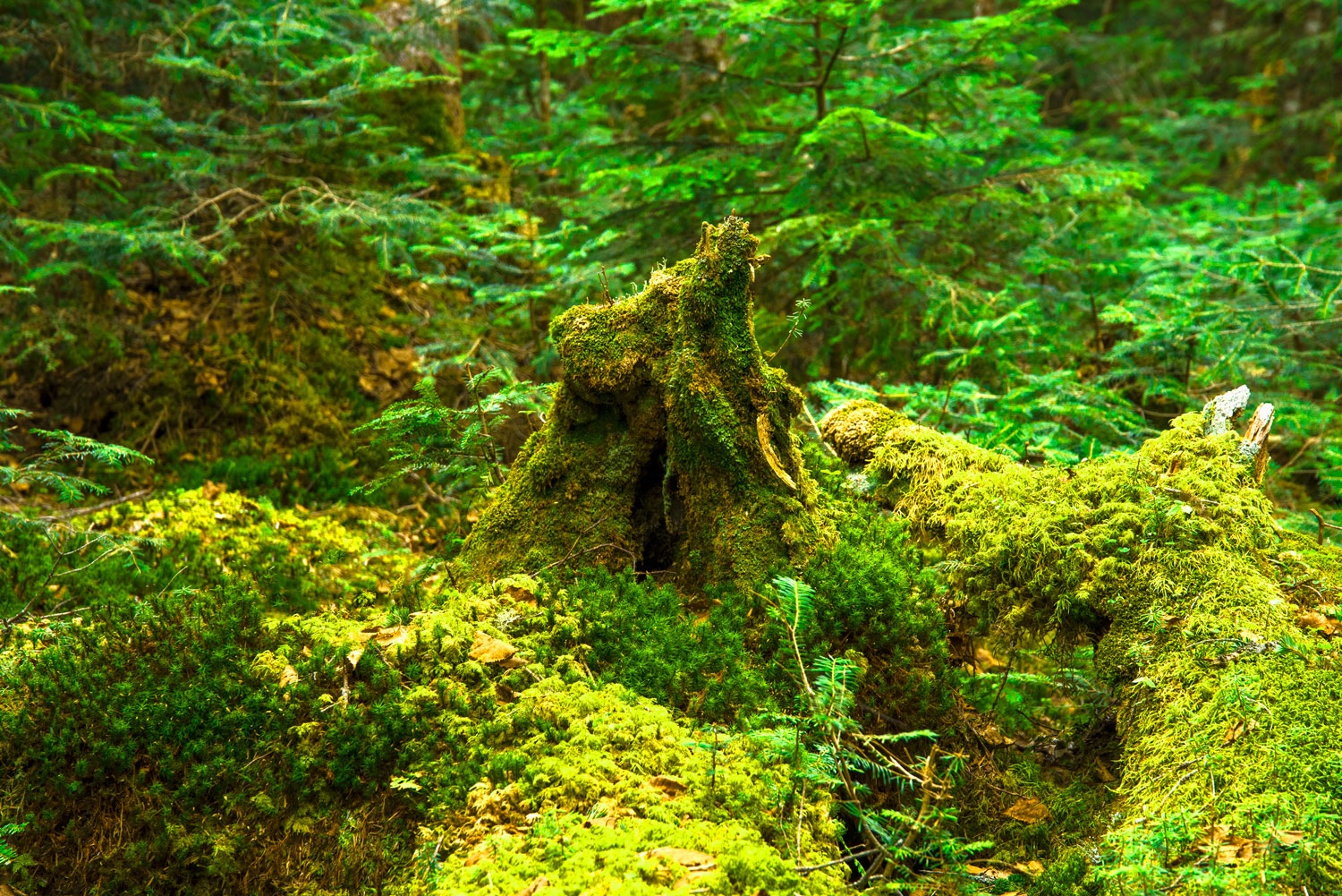 The Mystical Sea Of Trees Aokigahara Jukai