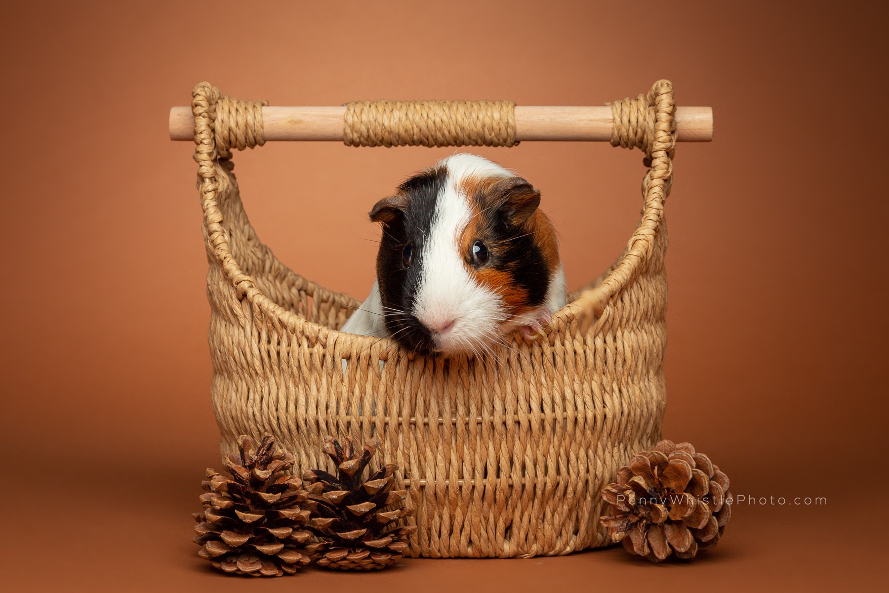 Bild von Meerschweinchen: A Comprehensive Guide to the Art of Guinea Pig Portraits