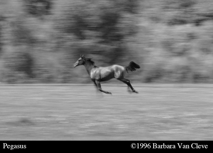 HORSES - Barbara P Van Cleve