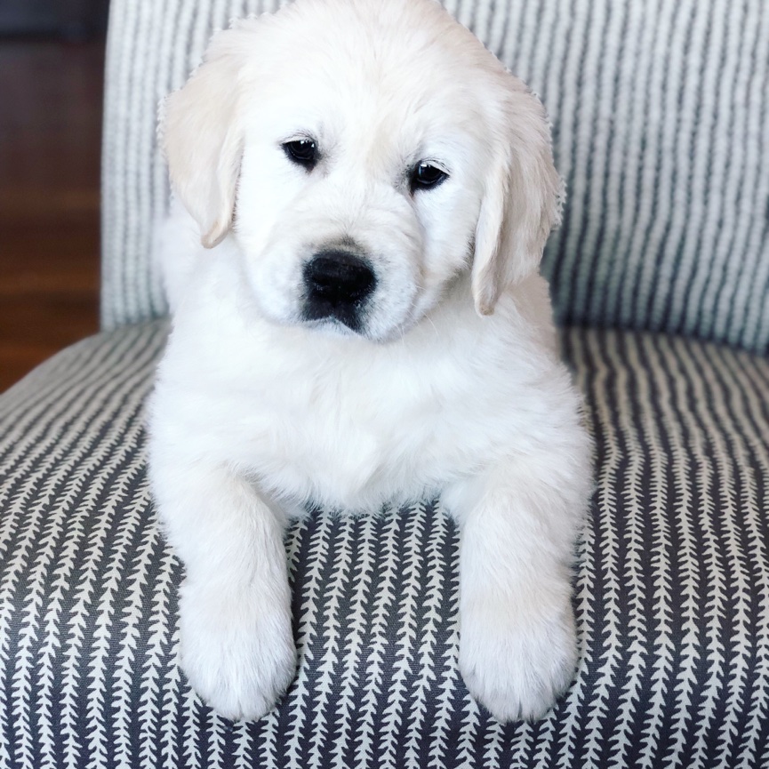 ENGLISH CREAM GOLDEN RETRIEVERS - Flint Ridge Goldens