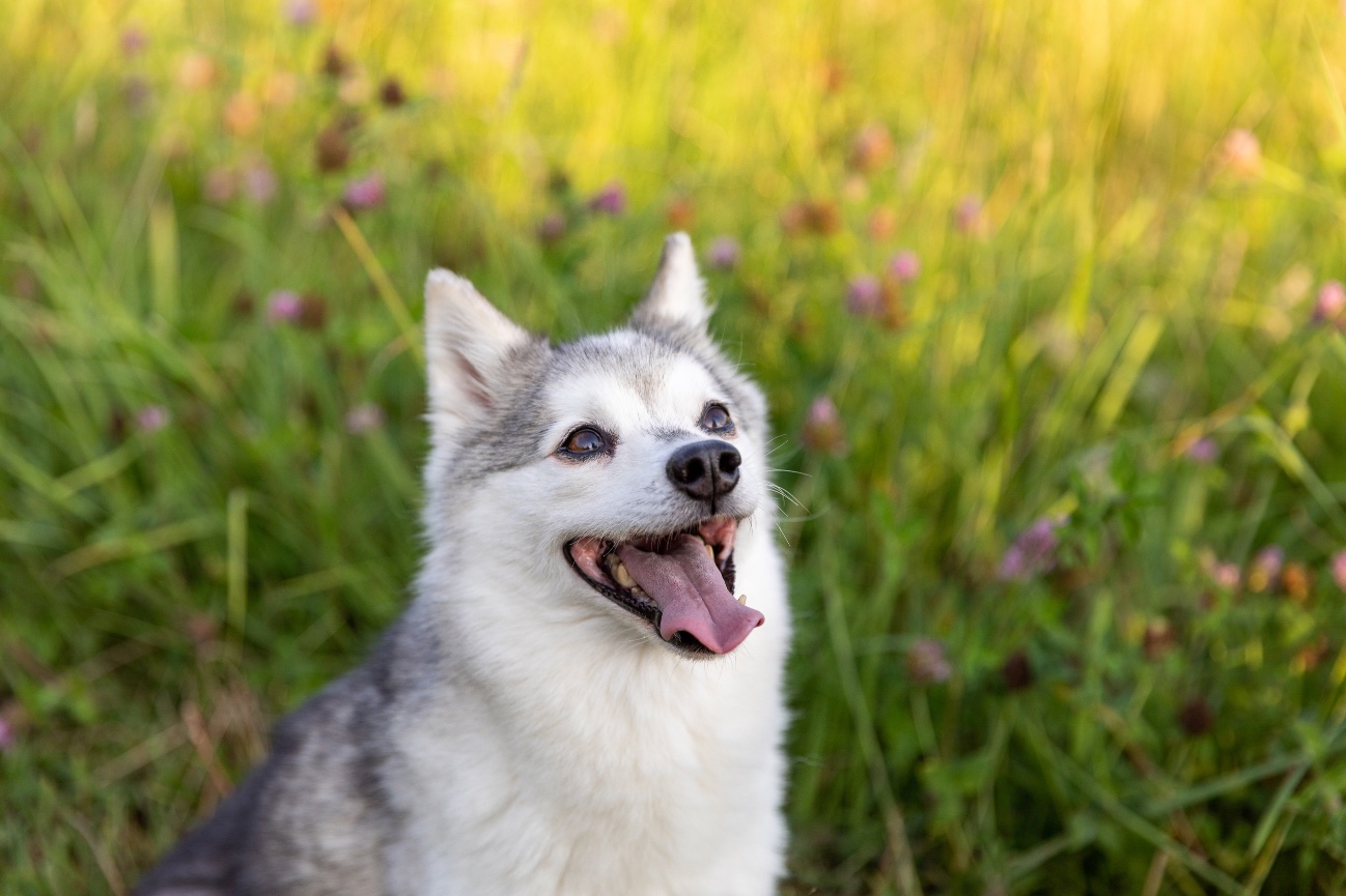 Pet Photography Packages | Cedar & Bark Photography