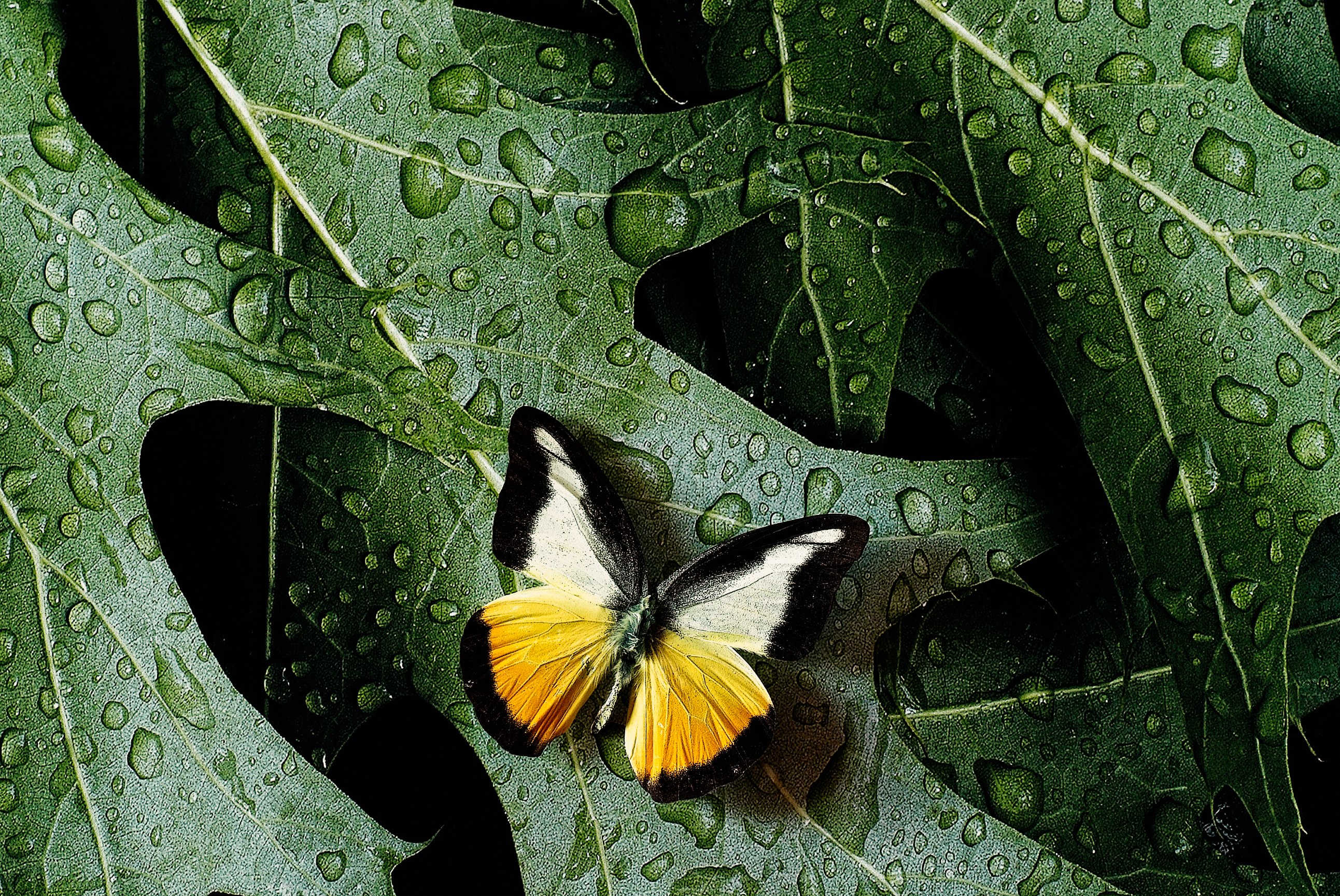Critters by Mike Moats | Award Winning Macro Photographer | Sterling, MI